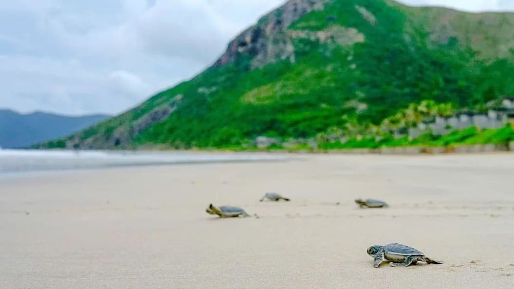 Con Dao is a sanctuary for green sea turtles